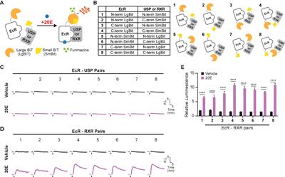 Rapid Assessment of Insect Steroid Hormone Entry Into Cultured Cells